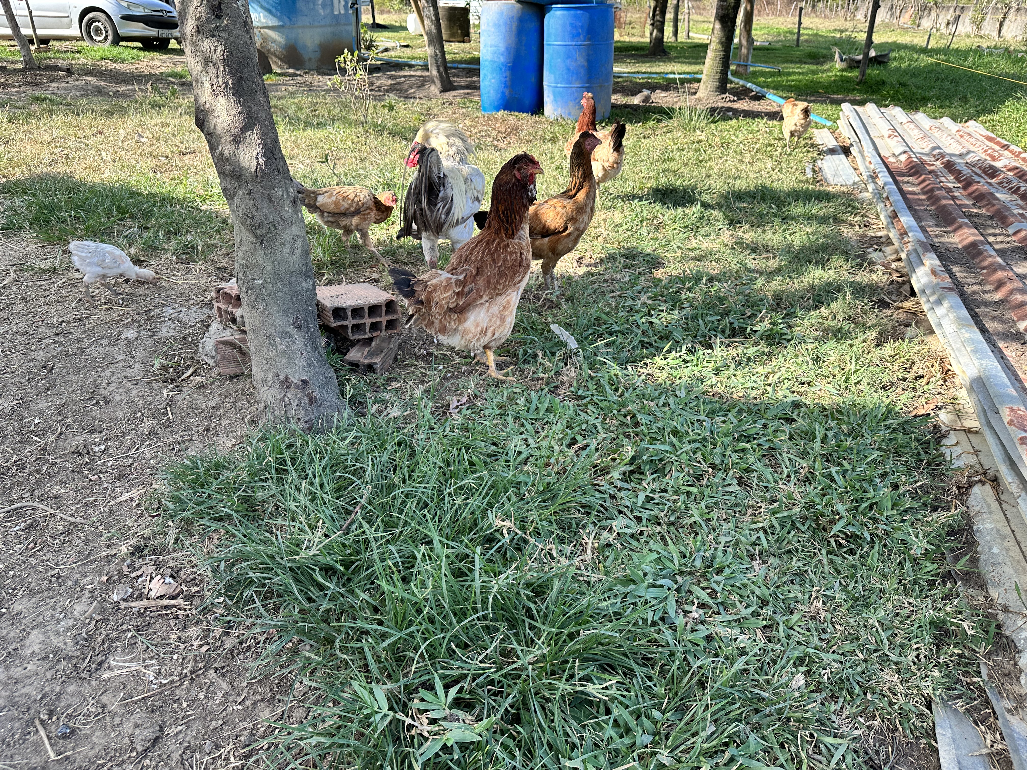 Acompanhamento de campo com escuta ativa e registro